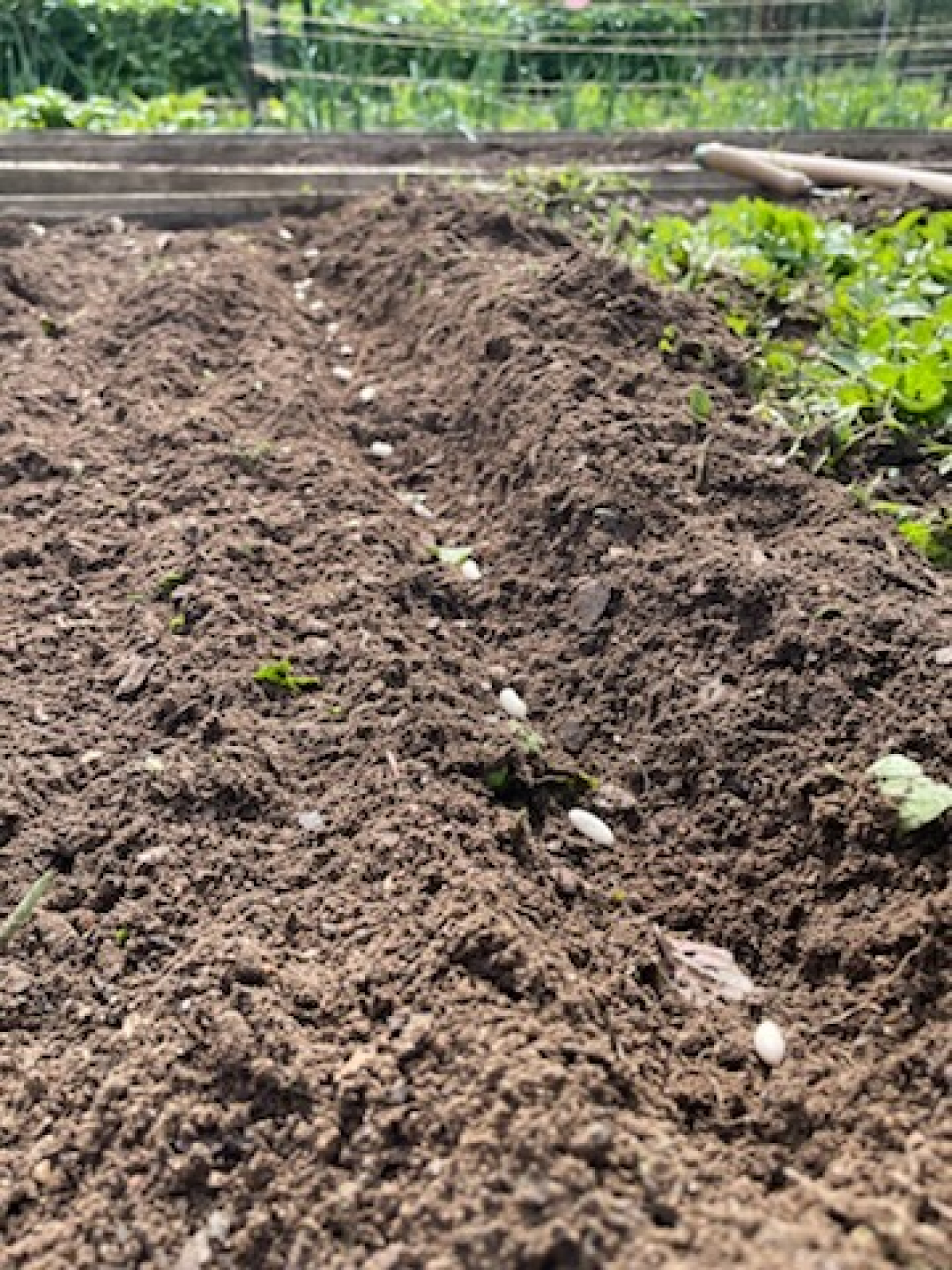 Grow With Us: Dig Into Summer with Books, Dirt, and a Whole Lot of Heart!